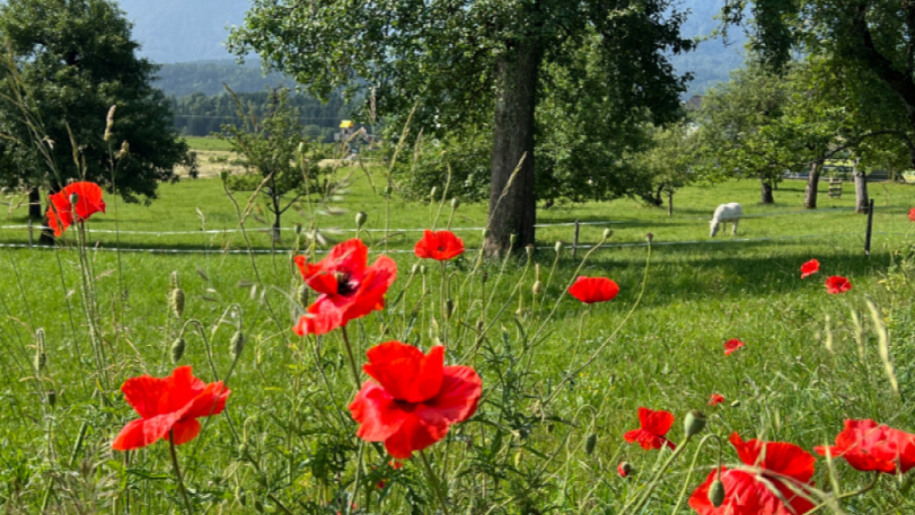 Streuobstwiese am Rutarhof